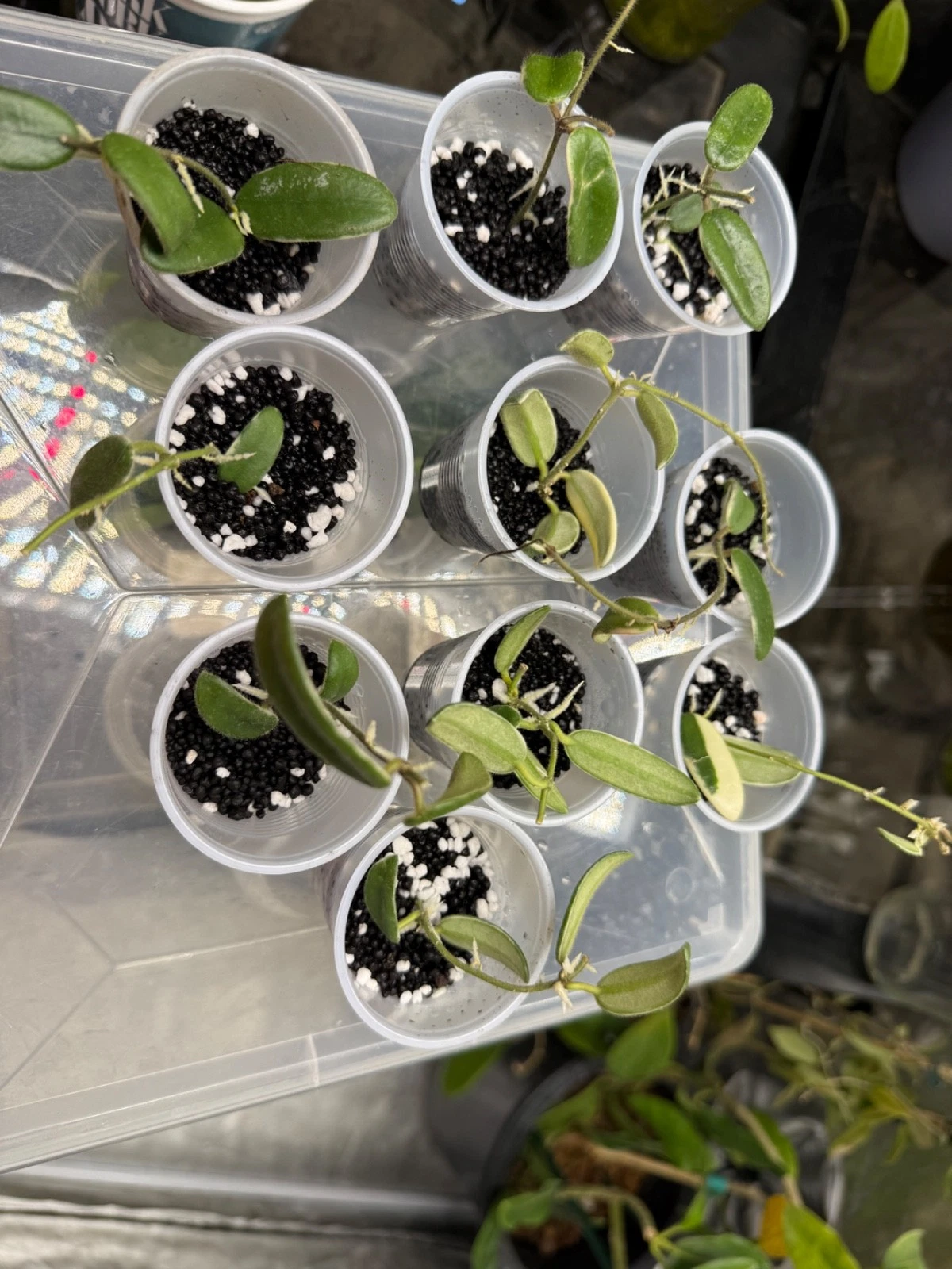 Hoya lyi Prism Cuttings – Live Variegated Hoya in Rooting Process (Cuttings)