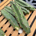 Harrisia jusbertii Unrooted Cutting – Queen of the Night Cactus, 6-Inch Propagation Cutting