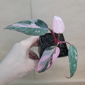 Pink Princess Philodendron - Live Philodendron erubescens 'Pink Princess' in 3" Pot