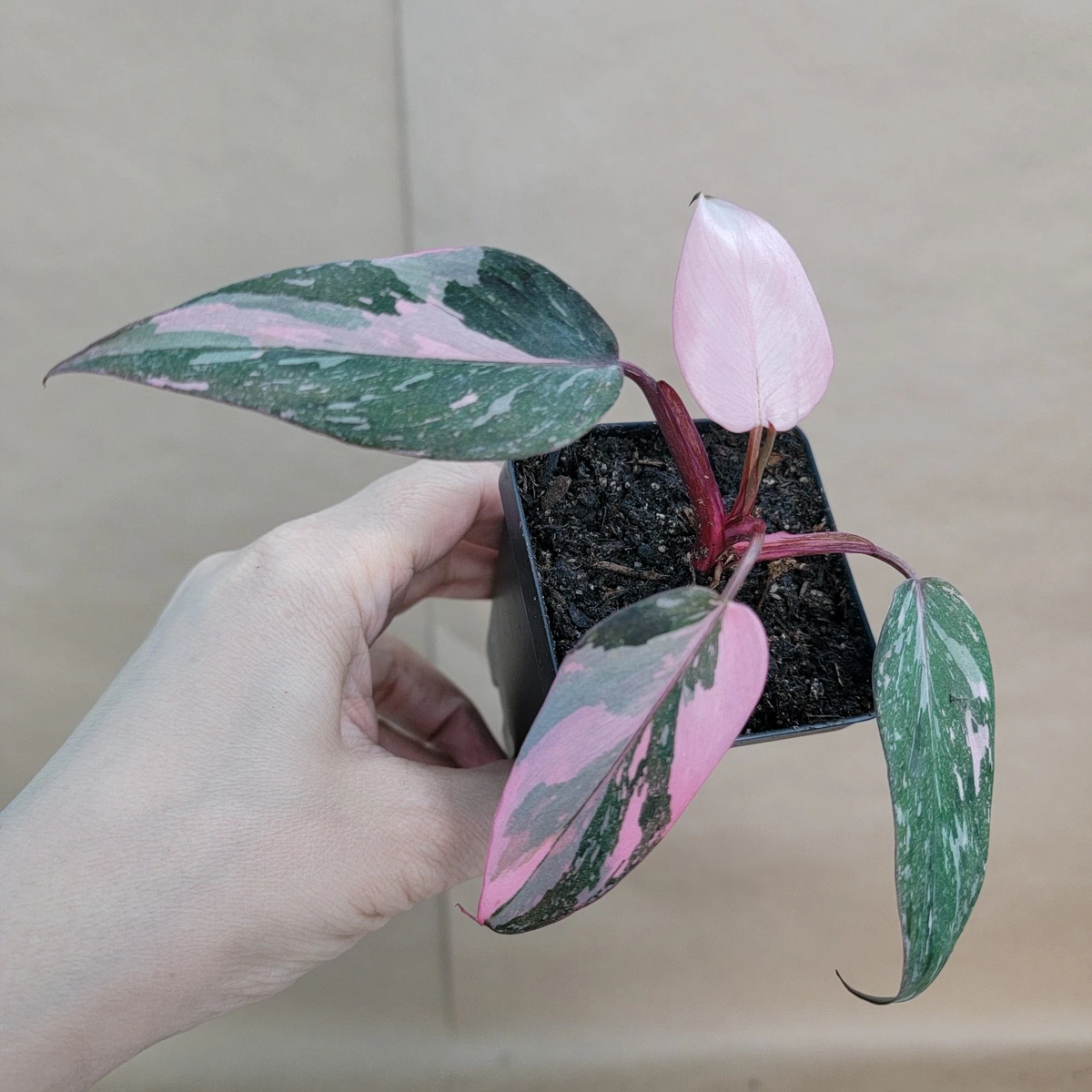 Pink Princess Philodendron - Live Philodendron erubescens 'Pink Princess' in 3" Pot