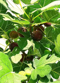 Hardy Chicago Fig Tree Cuttings - 5 Unrooted Ficus carica Cuttings for Propagation