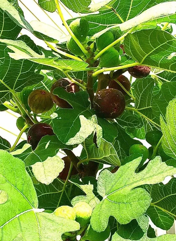 Hardy Chicago Fig Tree Cuttings - 5 Unrooted Ficus carica Cuttings for Propagation