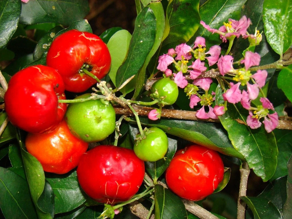 Barbados Cherry Seeds (Malpighia emarginata) Acerola – 10 Seeds