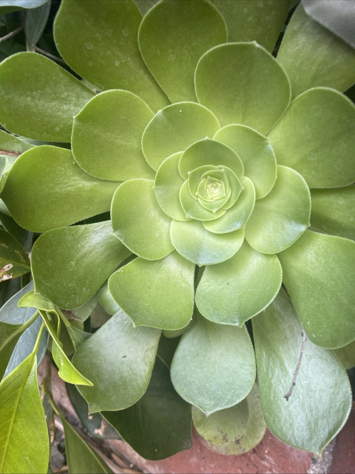Aeonium Arboreum Rosette Cuttings – 3 Live Bare Cuttings, Large 3–10 in