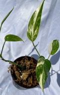 Albo Pothos Variegated Pothos Live Plant - 4-Inch Nursery Pot with 2 Rooted Cuttings