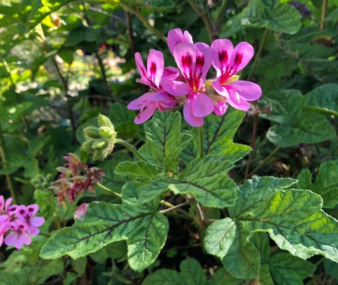 Lavender Pink Pepper Scented Geranium Cuttings – 4 Unrooted Pelargonium (6 in)