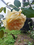 Cream Abundance Rose Unrooted Cuttings – Thornless, For Rooting or Grafting