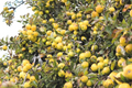 Golden Delicious Apple Tree Scion Cuttings - Unrooted, 11-Pack for Grafting or Rooting