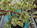Variegated Spekboom Cuttings Portulacaria afra ‘Variegata’ – 3 Unrooted 5-Inch Cuttings