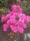 Deep Pink Miniature Rose Cuttings — 3 Unrooted Fresh Cuttings for Rooting