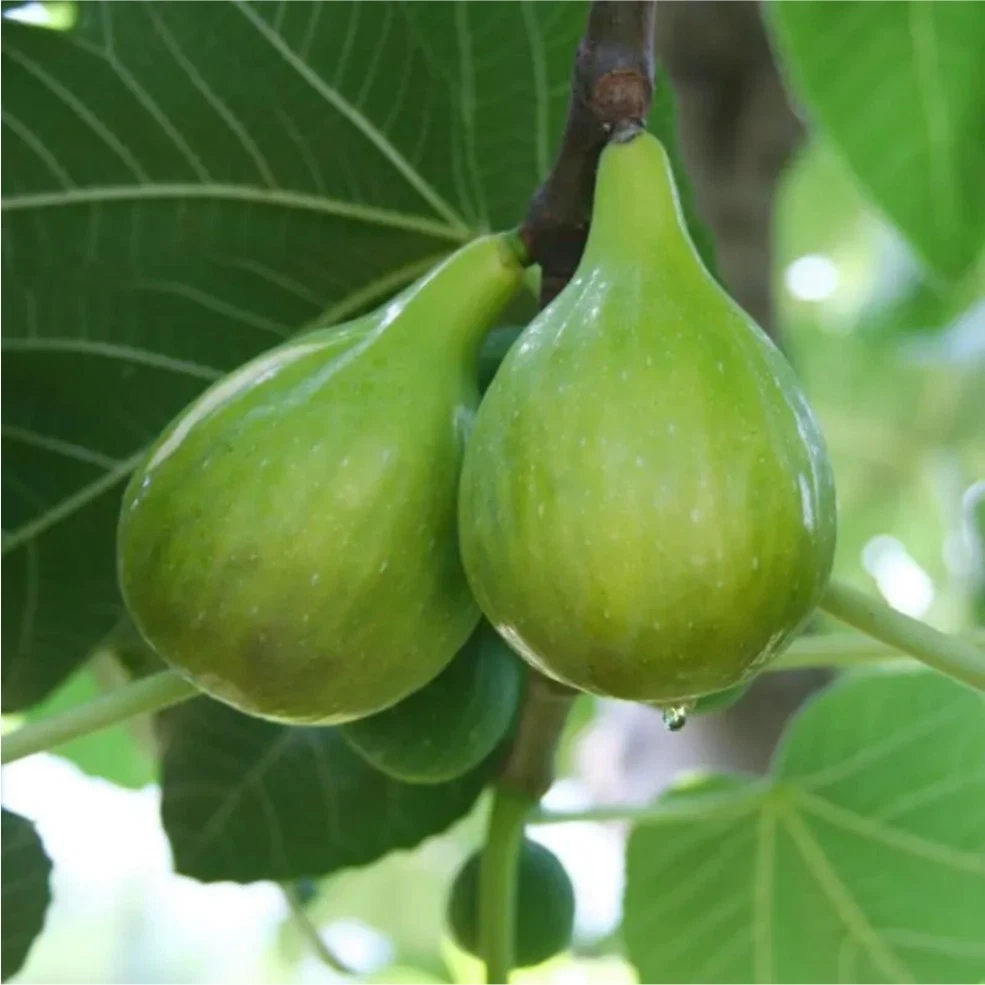 Italian Honey Fig Cutting – 6–8 Inch Unrooted Ficus carica Cutting for Rooting or Grafting