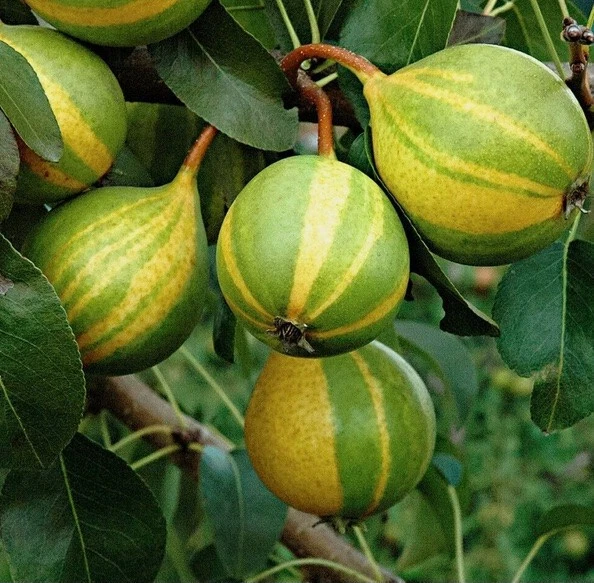 Schweizer Hosen Pear Cuttings (Pyrus communis) – 3 Live Unrooted Cuttings for Grafting or Rooting