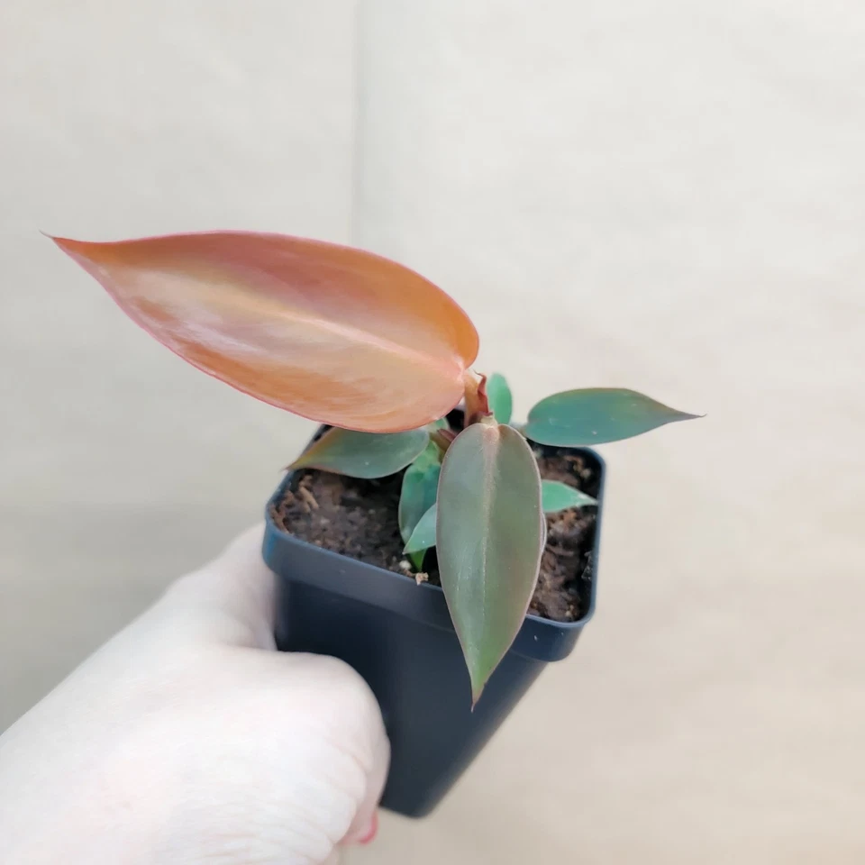 Philodendron Red Sun Starter Plant | 3-Inch Pot | Tropical Aroid Houseplant