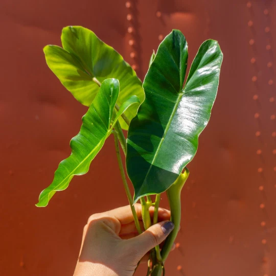 Burle Marx Philodendron Cutting with Air Roots – Unpotted, For Propagation