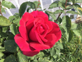 Red Cherry Rose Cuttings – 3 Stem Live Rose Cuttings for Rooting or Grafting