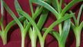 Ice Plant Cuttings – Delosperma Unrooted Cuttings, 6x 3-4" Length, Coastal Pigface Groundcover