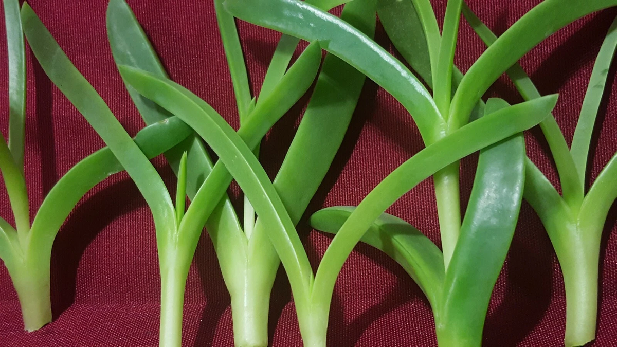 Ice Plant Cuttings – Delosperma Unrooted Cuttings, 6x 3-4" Length, Coastal Pigface Groundcover