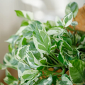 Pothos Pearls and Jade Cuttings – 3 Unrooted 4–5in Variegated Devil’s Ivy for Propagation