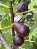 Black Mission Fig Cutting (Ficus carica ‘Black Mission’) – Unrooted Cutting, 8+ Inches, 3+ Nodes