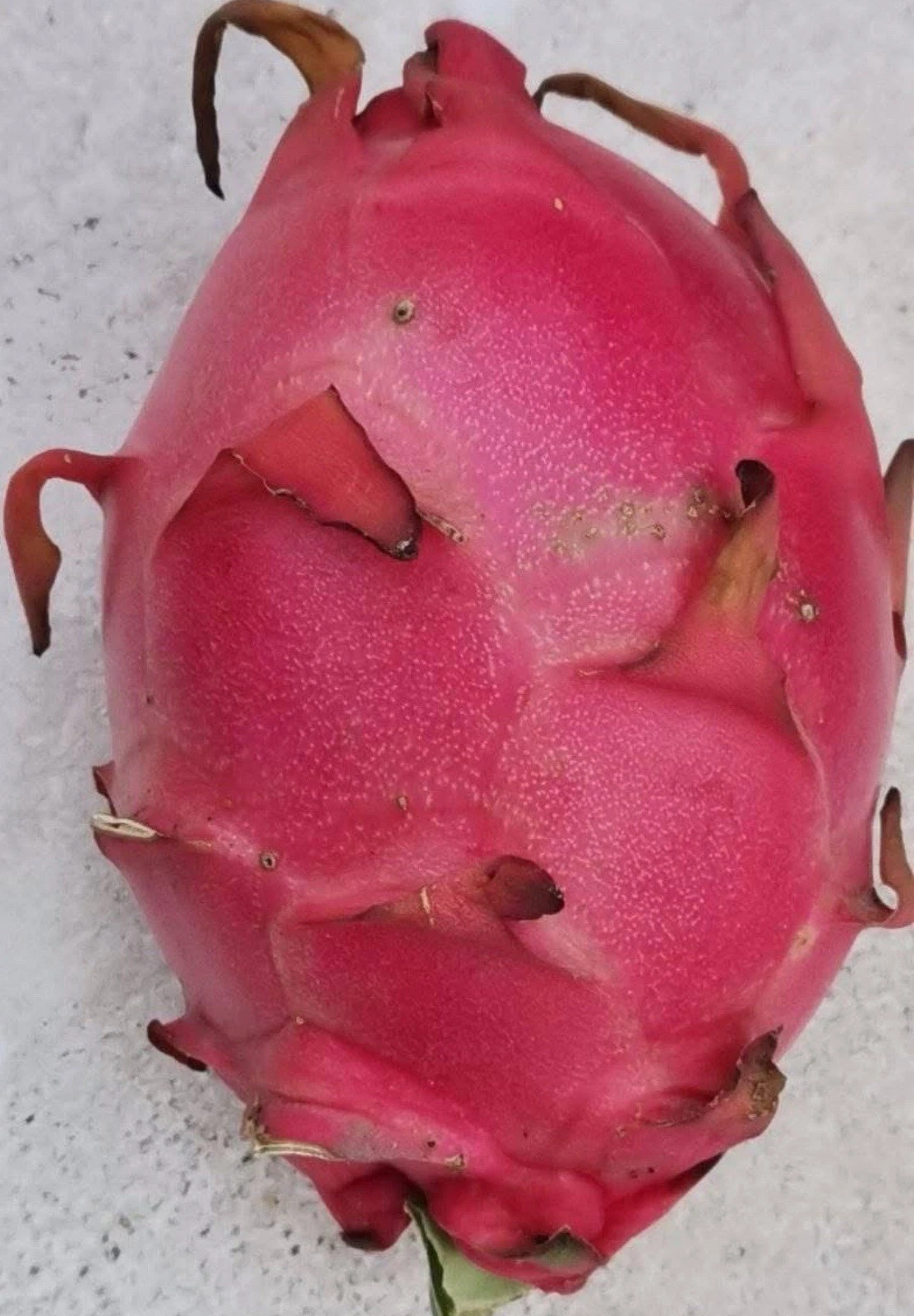 Royal Red Dragon Fruit Cuttings – 8–12