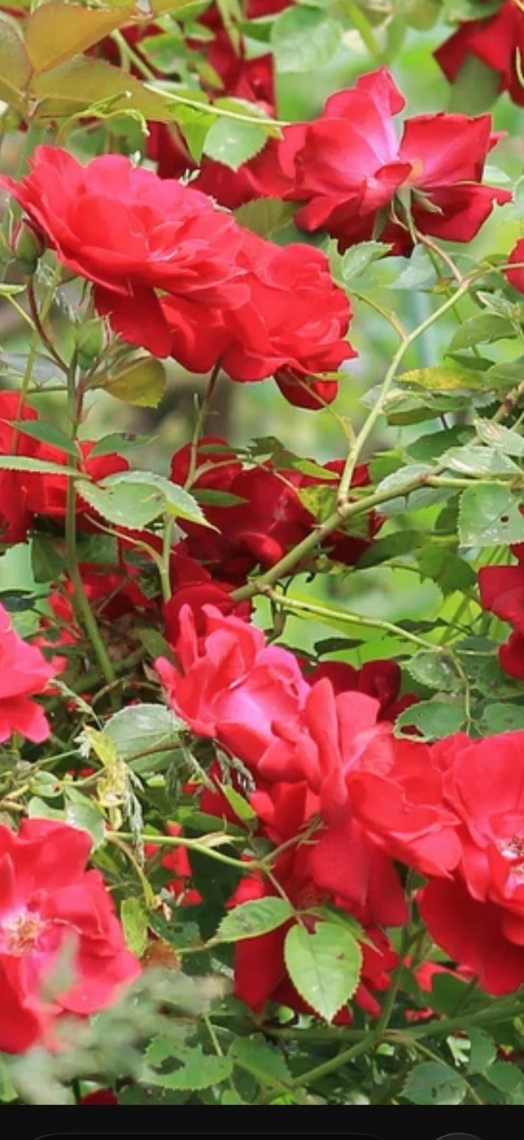 Red Double Knock Out Rose Cuttings (3 Live Cuttings, 6–8 in) Rosa ‘Radtko’