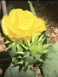 Prickly Pear Cactus Pad Cutting (Opuntia) - Unrooted Live Pad with Yellow Flowers & Red Fruit