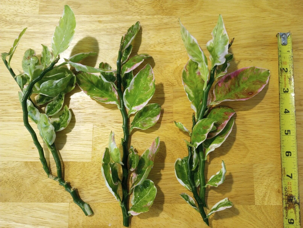 Devil’s Backbone Variegated Cuttings – 3 Unrooted Euphorbia tithymaloides 8–10"