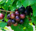Southern Native Muscadine Grape Cuttings – 10 Unrooted Vitis rotundifolia (5 Male + 5 Female)