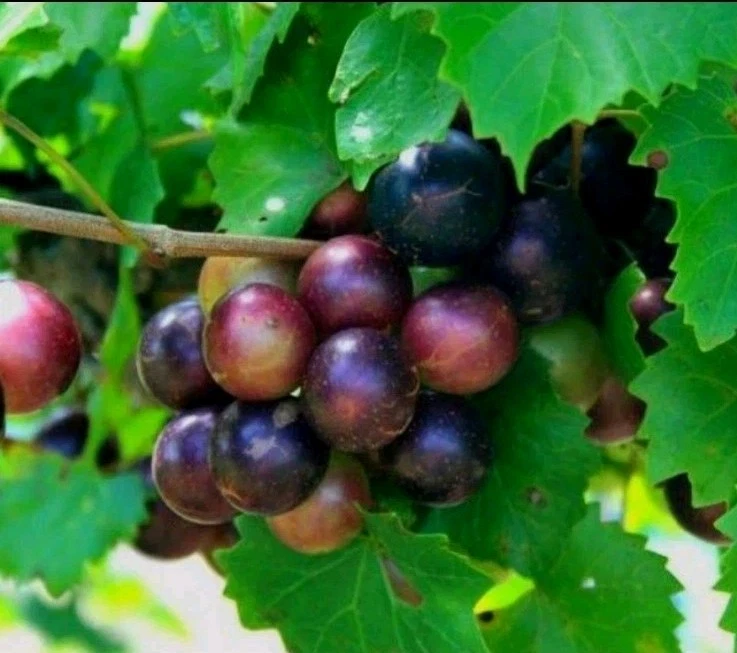 Southern Native Muscadine Grape Cuttings – 10 Unrooted Vitis rotundifolia (5 Male + 5 Female)