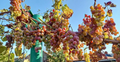Strawberry Grape (Vitis labrusca) Unrooted Cuttings – 10 Ready for Rooting