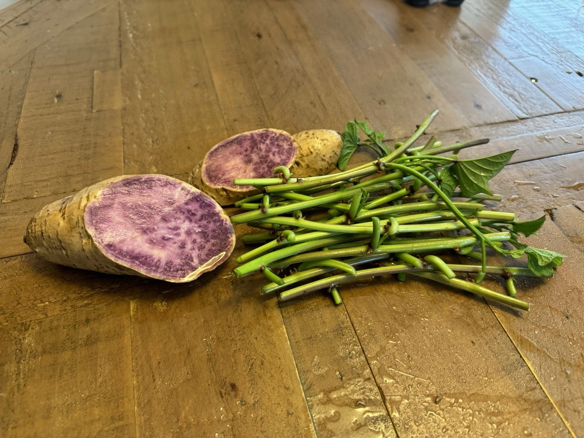 Okinawa Purple Sweet Potato Slips – 15 Unrooted Ipomoea batatas Vine Cuttings
