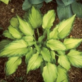 Hosta Emerald Ruff Live Plant - 2.5 Inch Pot, Shade Perennial