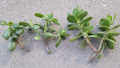 Jade Plant Cuttings Crassula ovata - 6 Unrooted Fresh Cuttings for Propagation