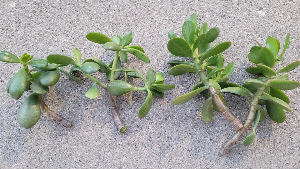 Jade Plant Cuttings Crassula ovata - 6 Unrooted Fresh Cuttings for Propagation
