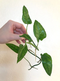Epipremnum Skeleton Key Cutting - 5+ Nodes for Propagation