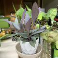 Tradescantia Pallida Purple Heart Purple Queen Cuttings – 3 Live Unrooted Cuttings for Propagation