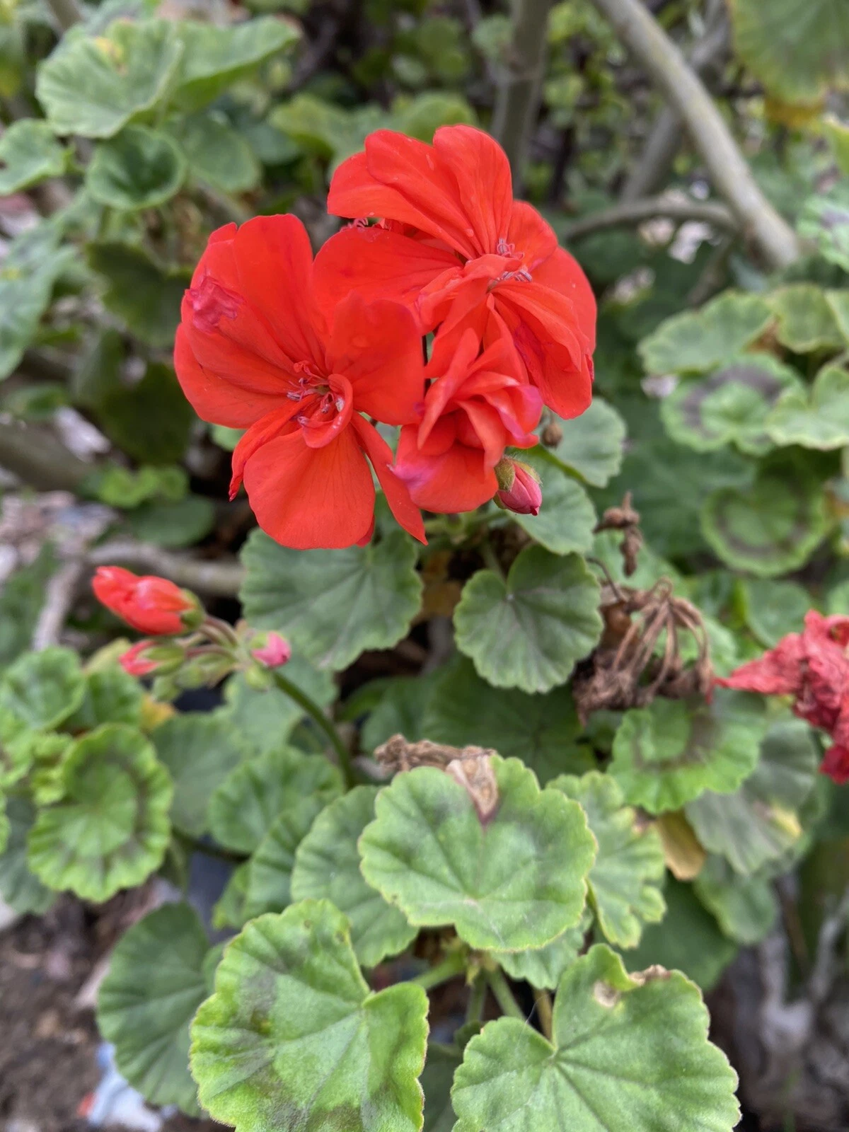 Orange Geranium Cuttings – 5 Unrooted Pelargonium Stems, Scented Flowering Pelargonium