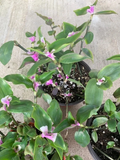 Tradescantia Blushing Bride Cuttings – 3 Live Unrooted Cuttings for Indoor Propagation