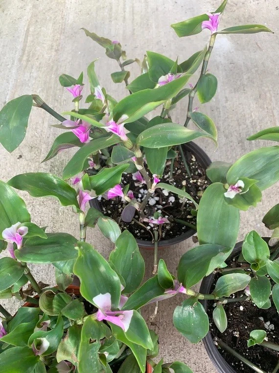 Tradescantia Blushing Bride Cuttings – 3 Live Unrooted Cuttings for Indoor Propagation