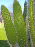 Opuntia Snow White Prickly Pear Cactus Pad Cutting — Unrooted Live Pad, 1 Piece