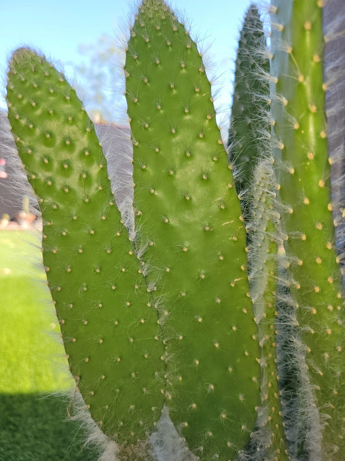 Opuntia Snow White Prickly Pear Cactus Pad Cutting — Unrooted Live Pad, 1 Piece