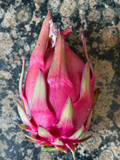 Trish Red Australian Dragon Fruit Cutting (8-10 in) - Unrooted Hylocereus Cutting