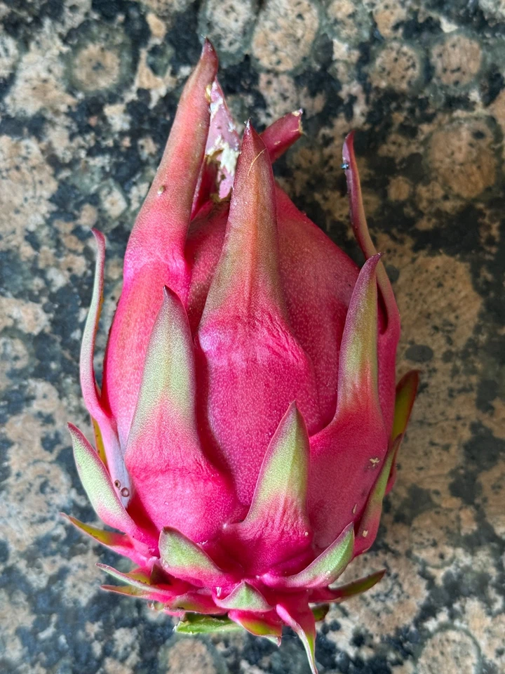 Trish Red Australian Dragon Fruit Cutting (8-10 in) - Unrooted Hylocereus Cutting