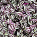 Tradescantia zebrina Purple Plant Cuttings - 5+ Live Tradescantia Zebrina Cuttings