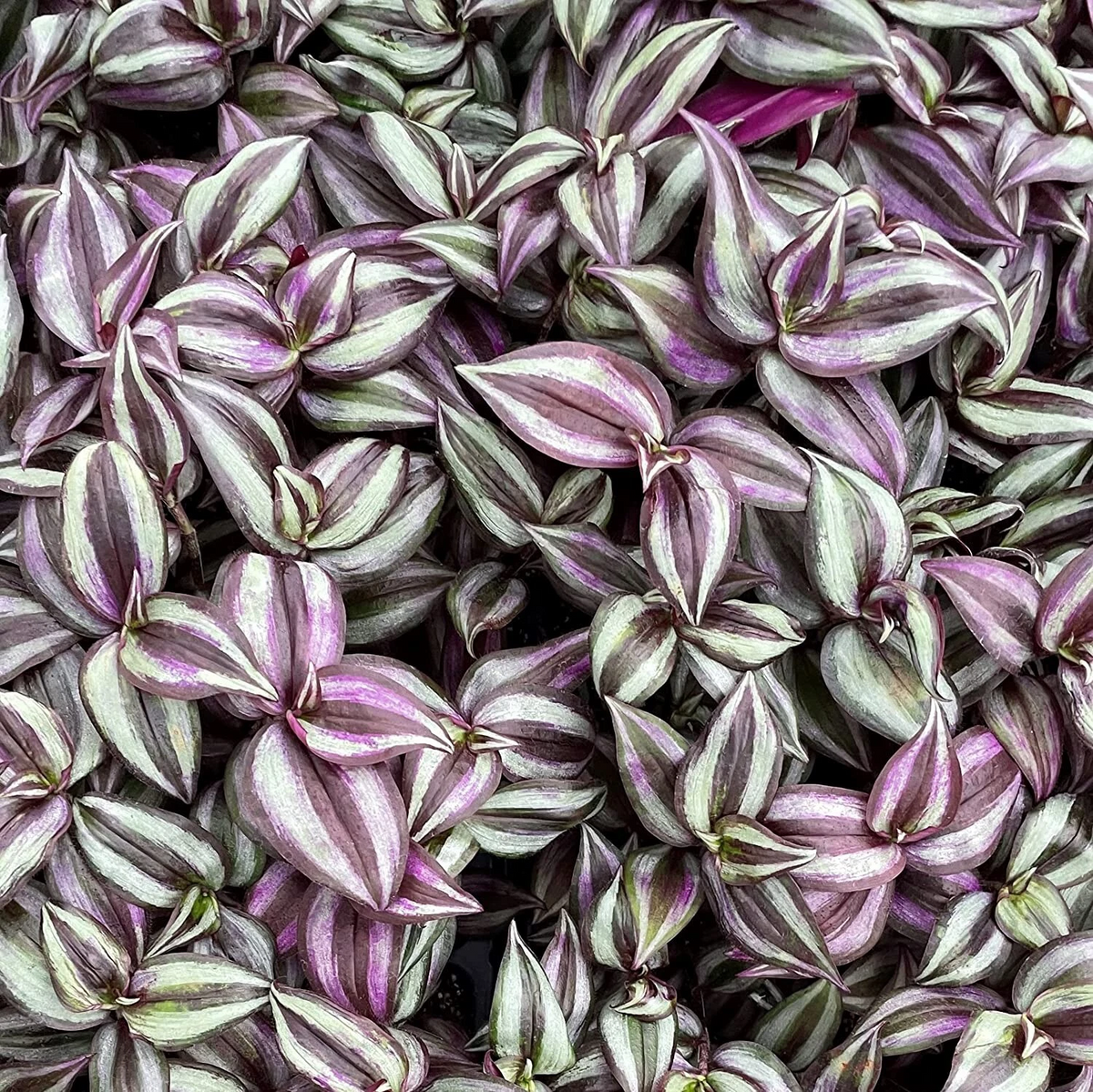 Tradescantia zebrina Purple Plant Cuttings - 5+ Live Tradescantia Zebrina Cuttings