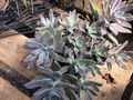 Echeveria Ghost Plant Succulent Cuttings – 2 Live Lilacina Rosette Cuttings (2–4 in)