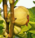 Panaché Fig Cuttings (Tiger Fig) – 2 Unrooted Ficus carica ‘Panaché’ Cuttings for Propagation