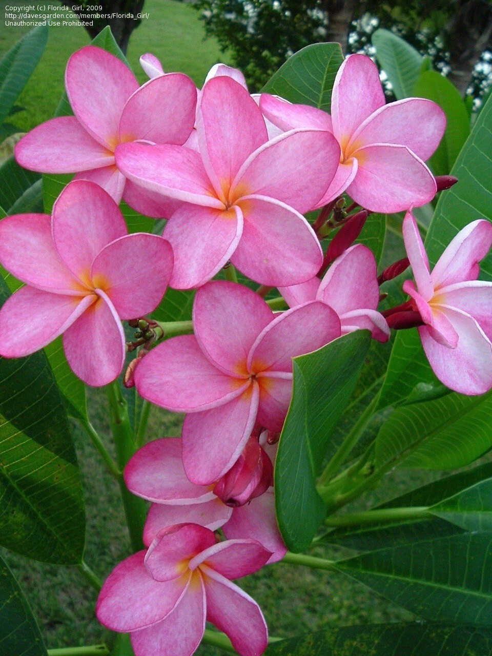 Plumeria Miami Rose Cutting – 12" Unrooted Frangipani for Rooting