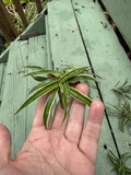 Reverse Variegated Spider Plant Cuttings – Chlorophytum comosum Live, Bare Cuttings