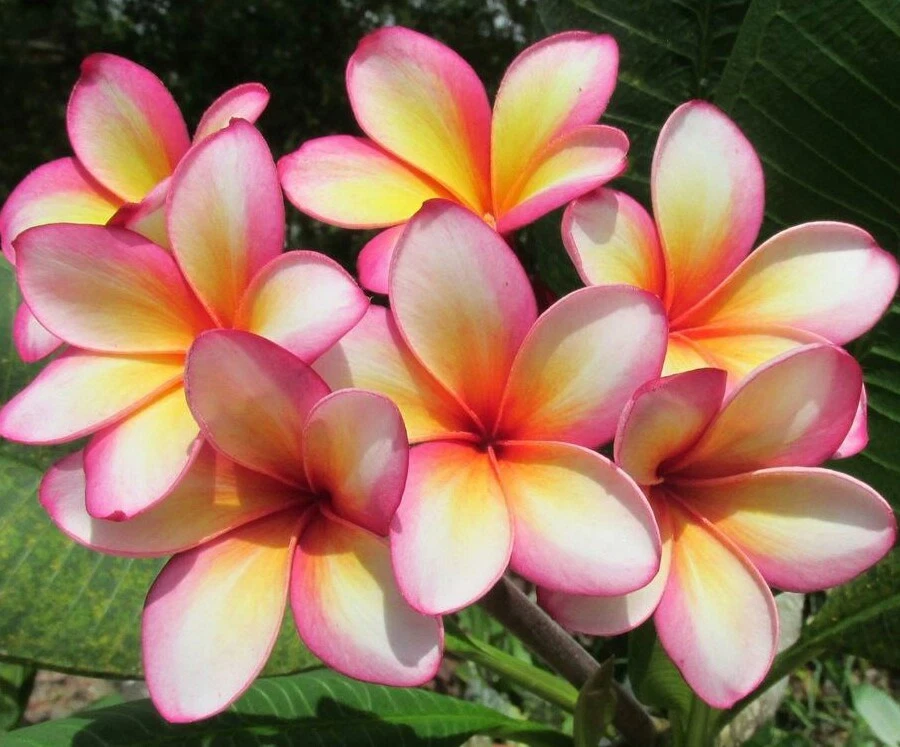 Rainbow Plumeria Cutting – 9–14" Unrooted Frangipani Cutting